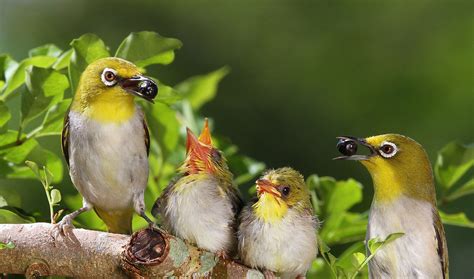 綠繡眼幼鳥